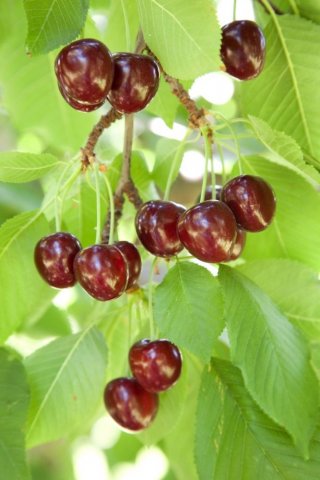 Février : La bonne période pour planter vos fruitiers - Aquajardin votre paysagiste à Tignieu et ses alentours vous accompagne 