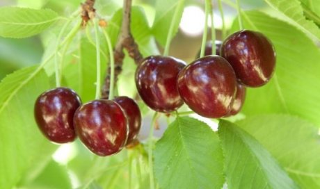 Février : La bonne période pour planter vos fruitiers - Aquajardin votre paysagiste à Tignieu et ses alentours vous accompagne 